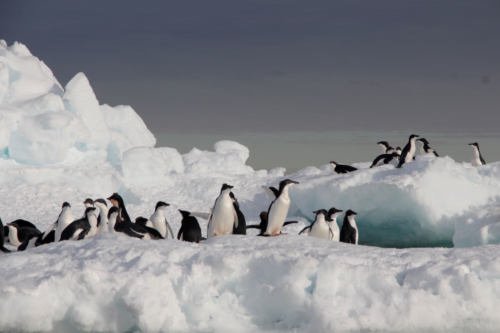 Group of Adelie penguins on iceberg