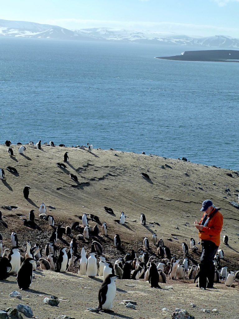 Person standing in amongst penguins