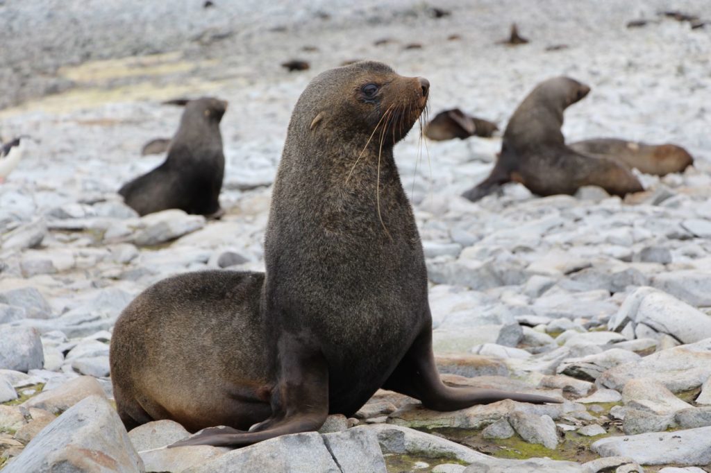 Antarctic fur seal on rocks