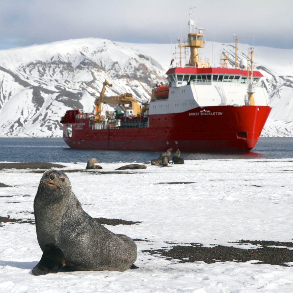 Royal Research Ship Ernest Shackleton in the water next to an icy covered ground with Antarctic fur seals in the foreground