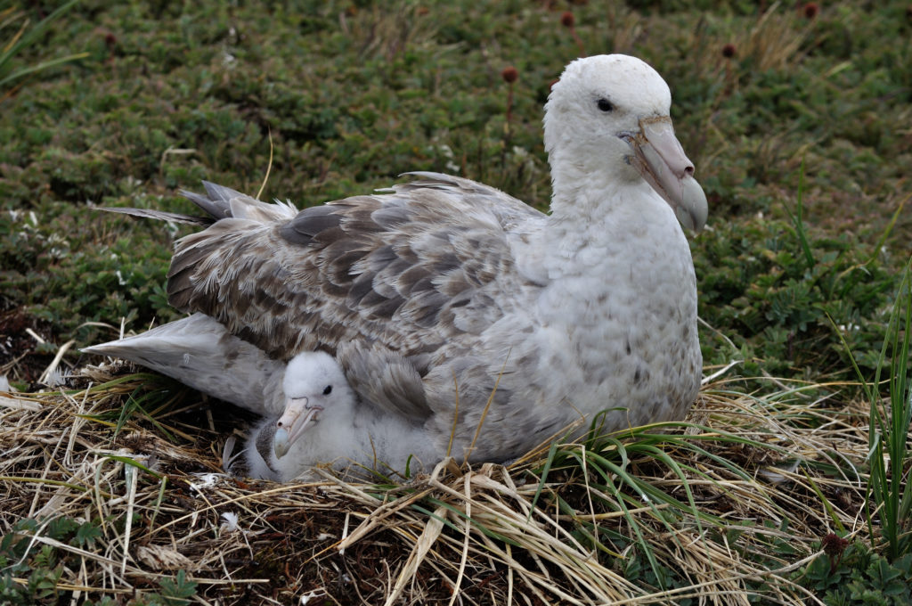 Southern Giant Petrel laying down with chick