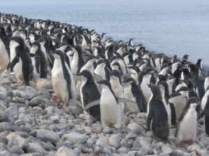 Adelie Penguins on Paulet Island